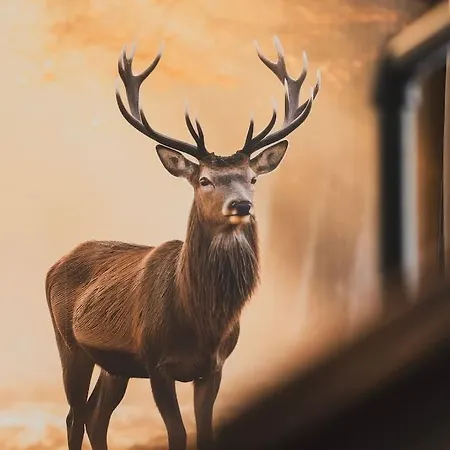 Moderne Altbauwohnung